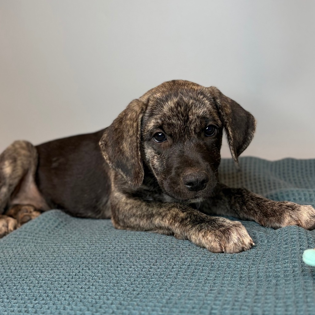 CYPRESS - Hound / Mix available for adoption