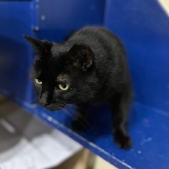 Pipsqueak — thumbnail 2