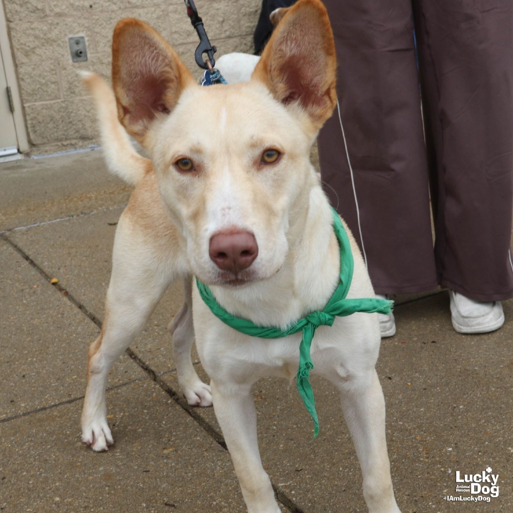 SQUEEGEE - Shepherd / Retriever available for adoption