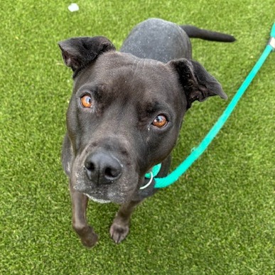 Lola — thumbnail 4