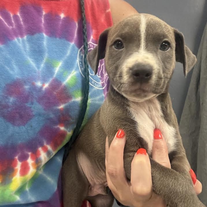 FELIX - Terrier / Mix available for adoption