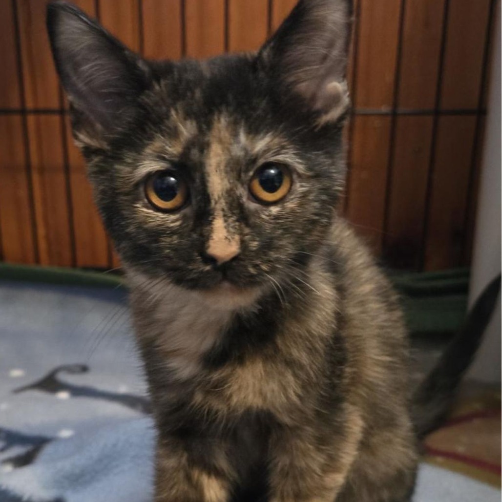 ROLLIN' - Domestic Shorthair available for adoption