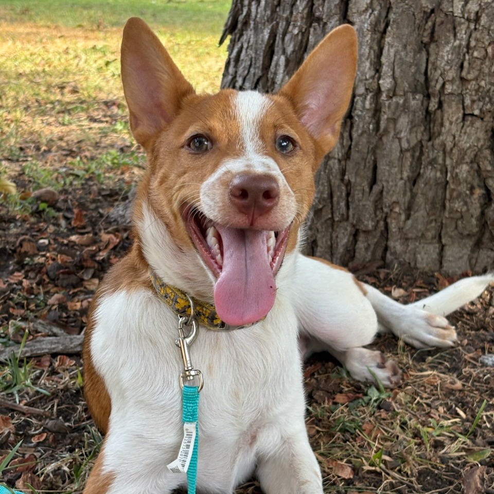 Ollie, photo 10