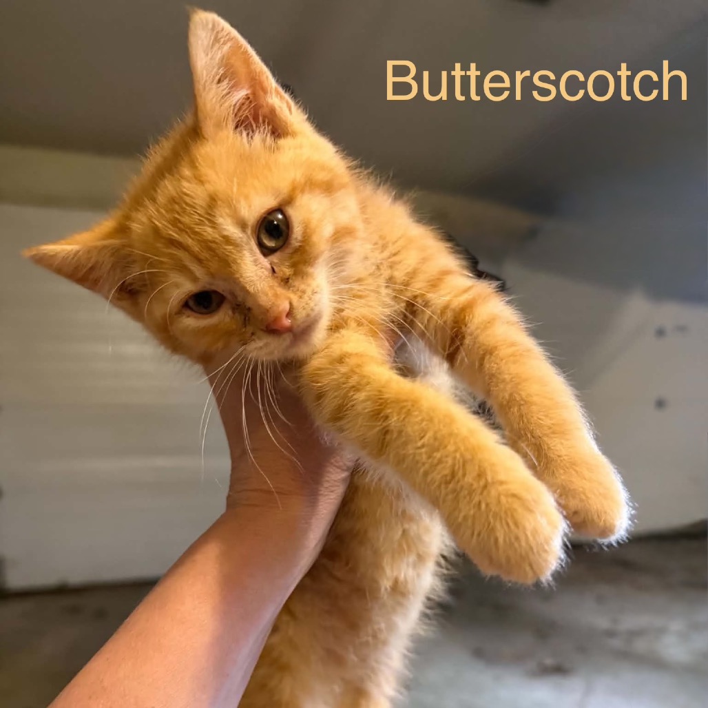 Butterscotch