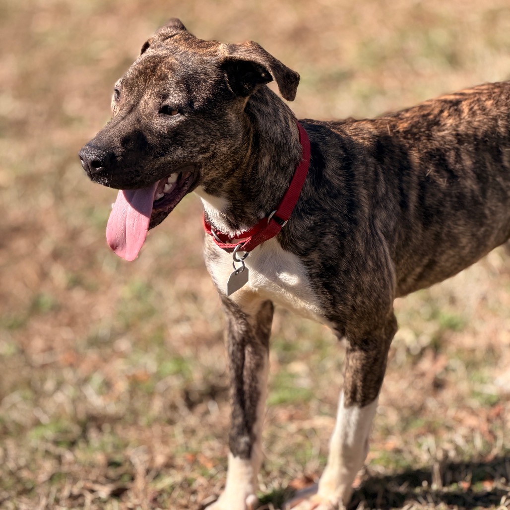 Finley — thumbnail 9