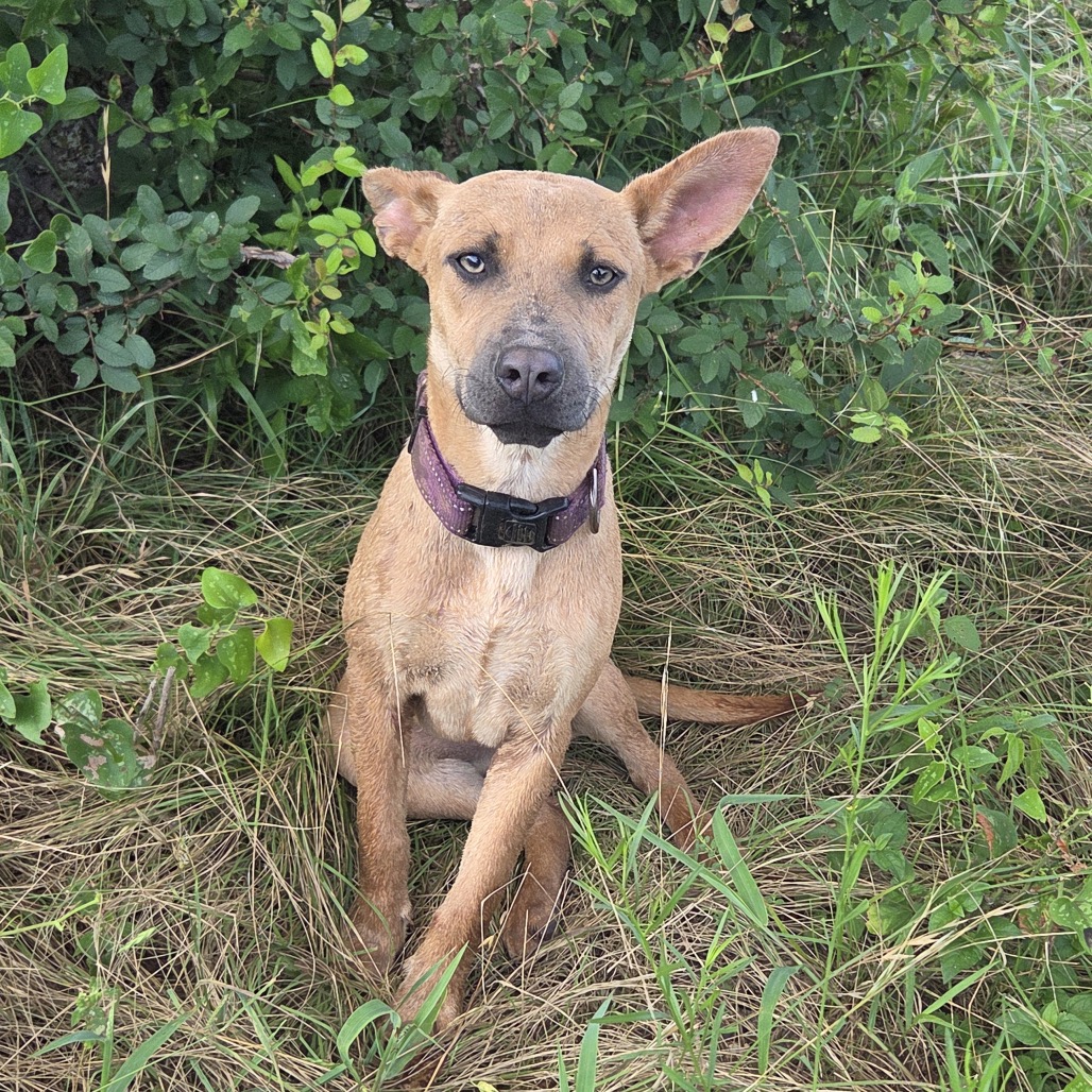 SANDY - Shepherd / Retriever, Labrador for adoption in San Antonio