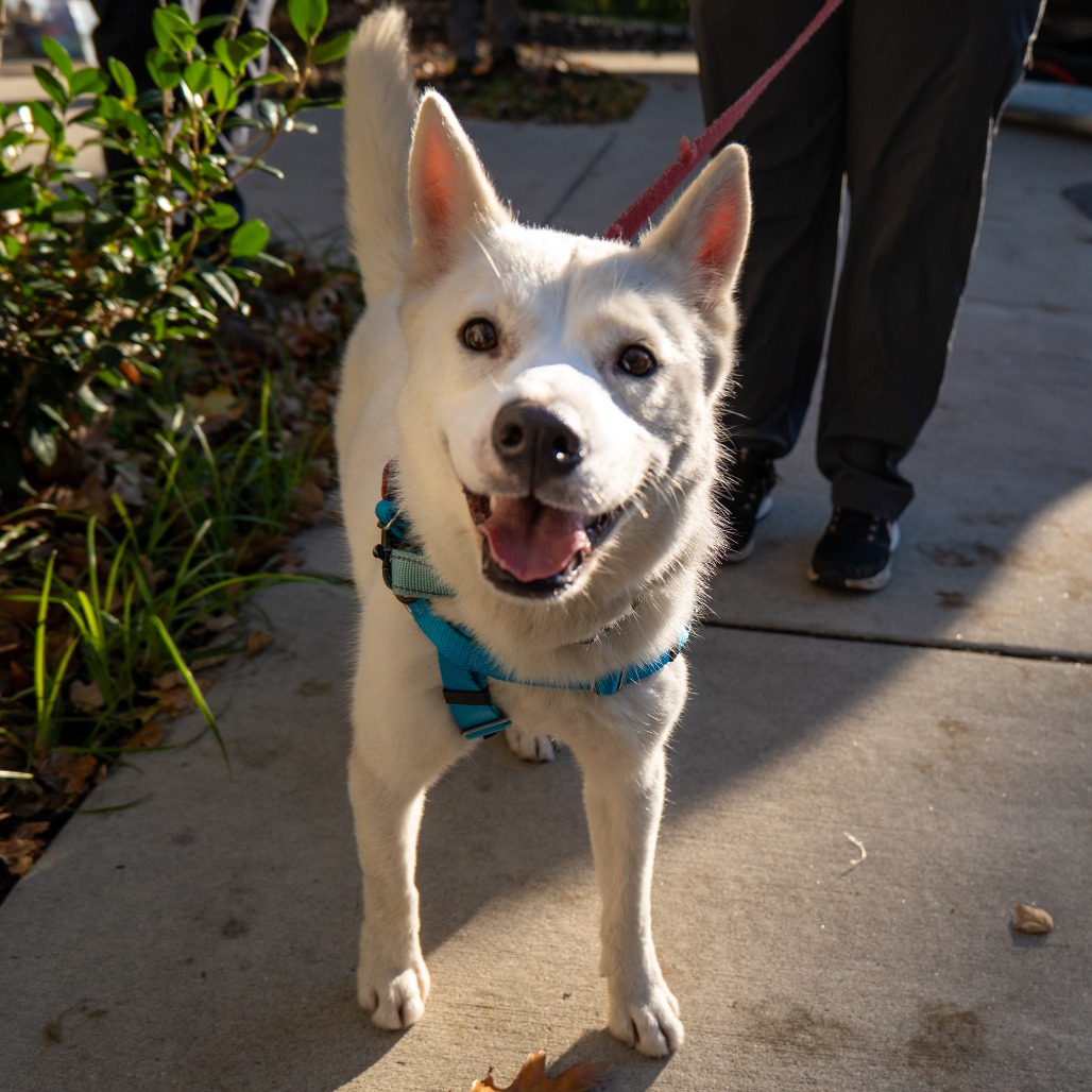 CHIQUITA - Husky, Siberian / Mix available for adoption