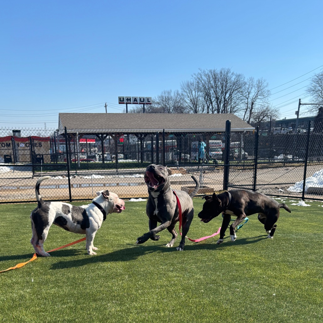 Oodle — thumbnail 4