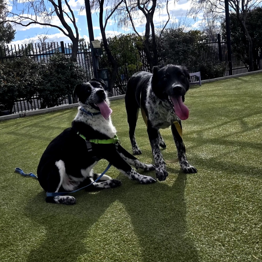 Ralph — thumbnail 5