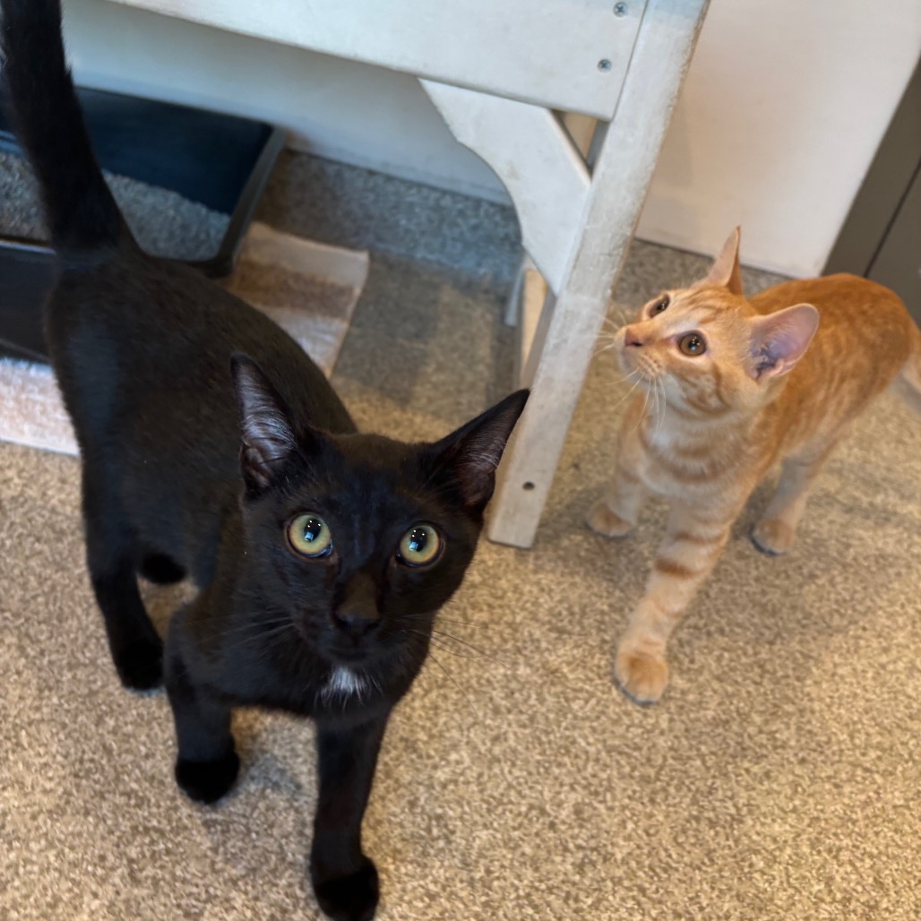 BEAU - Domestic Shorthair available for adoption