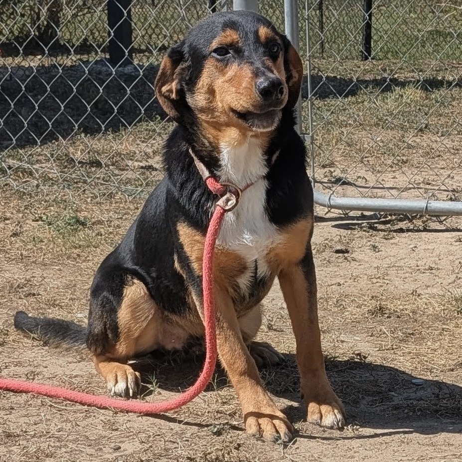 PINGUINO - Shepherd available for adoption