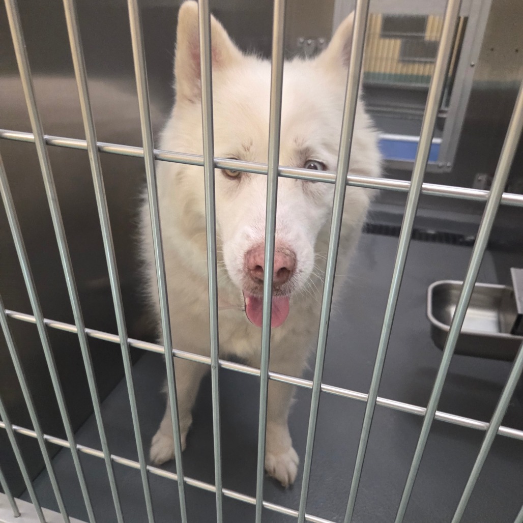 Azalea — thumbnail 4