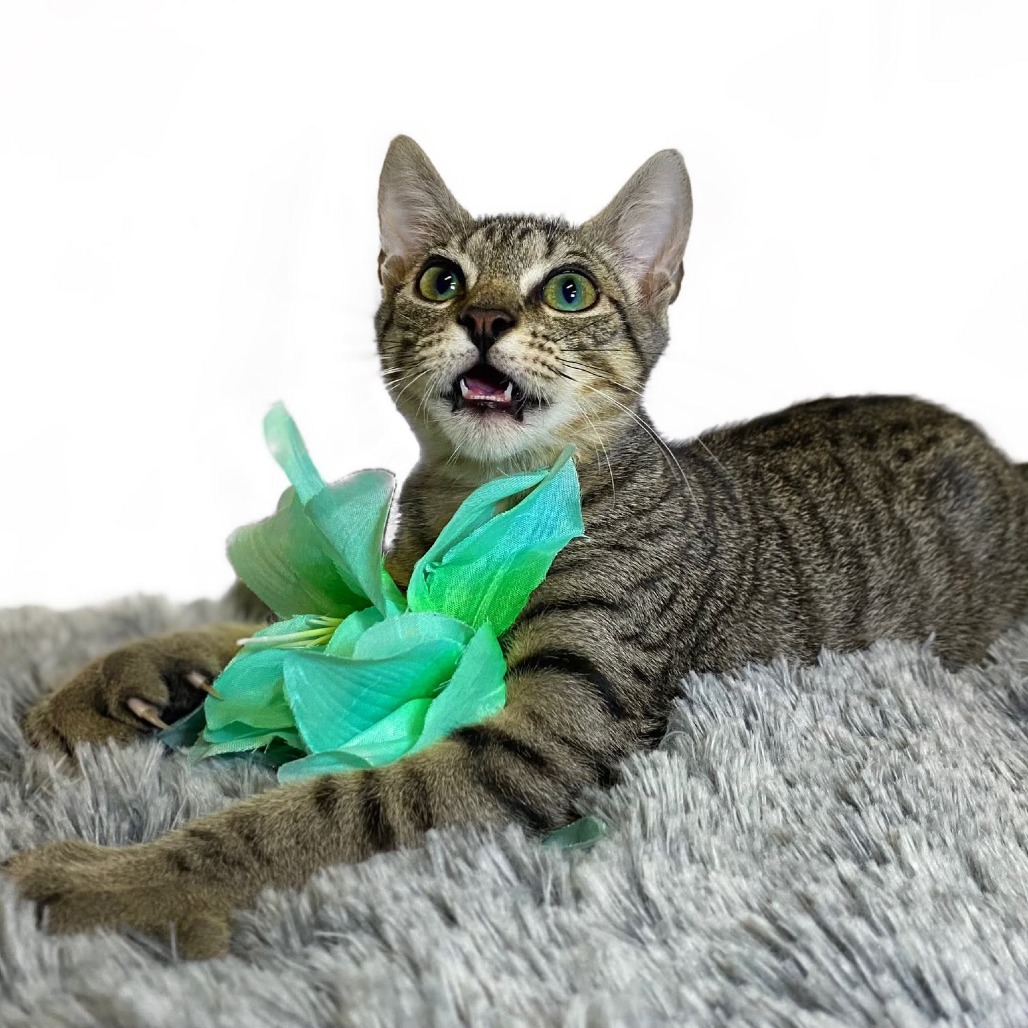 Photo of KELLY (bonded w/Mango)