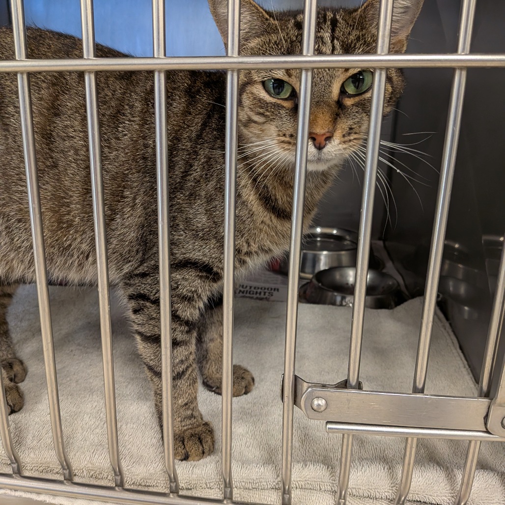 CRANBERRY - Domestic Shorthair available for adoption