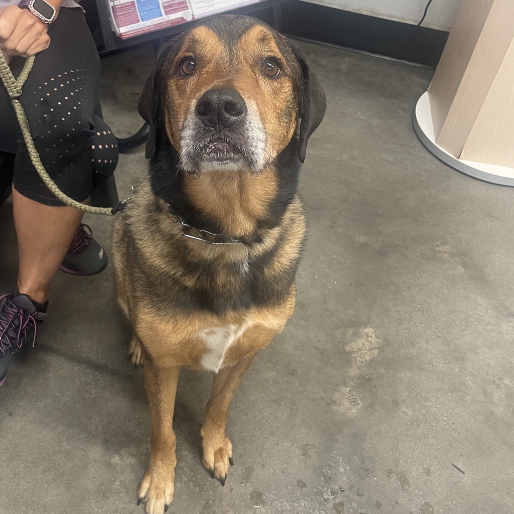 Boaz, adoptable senior dog