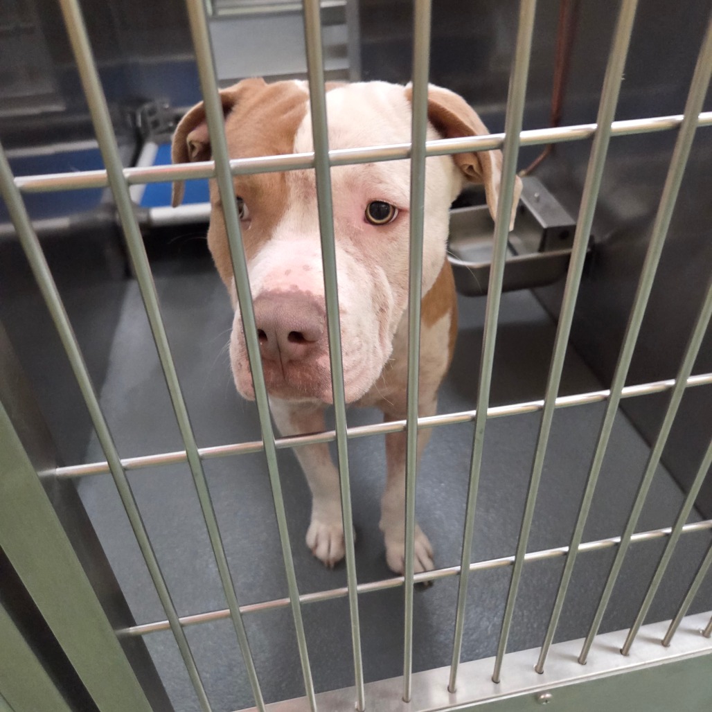 Sumo — thumbnail 3