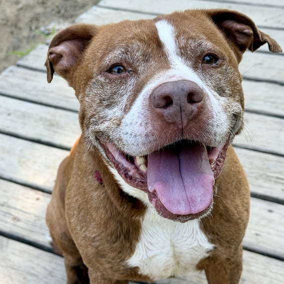 THEODORE - Terrier, Pit Bull / Mixed Breed (Large) for adoption in Dayton