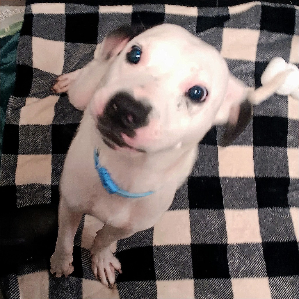 ROBERT - Mixed Breed (Medium) available for adoption