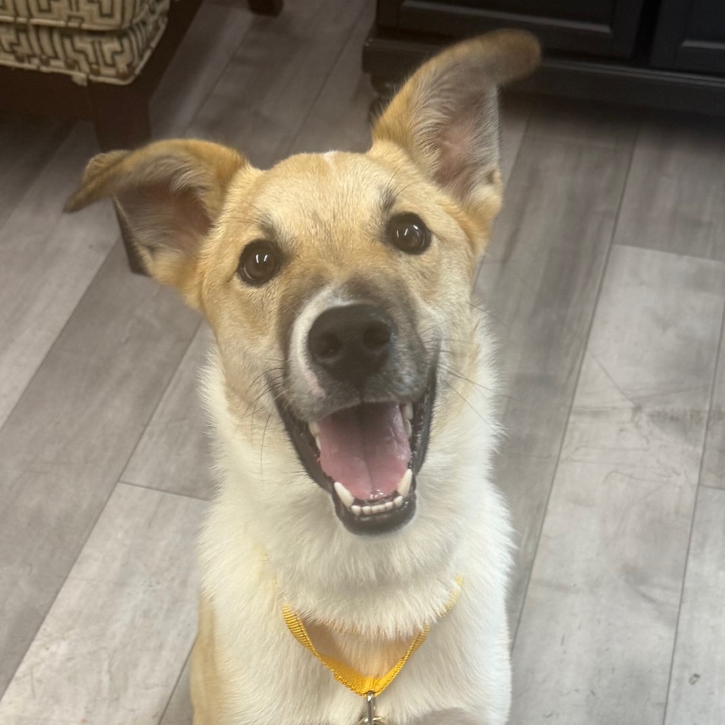 White American Blue Heeler/Mixed Breed (Medium) Dog