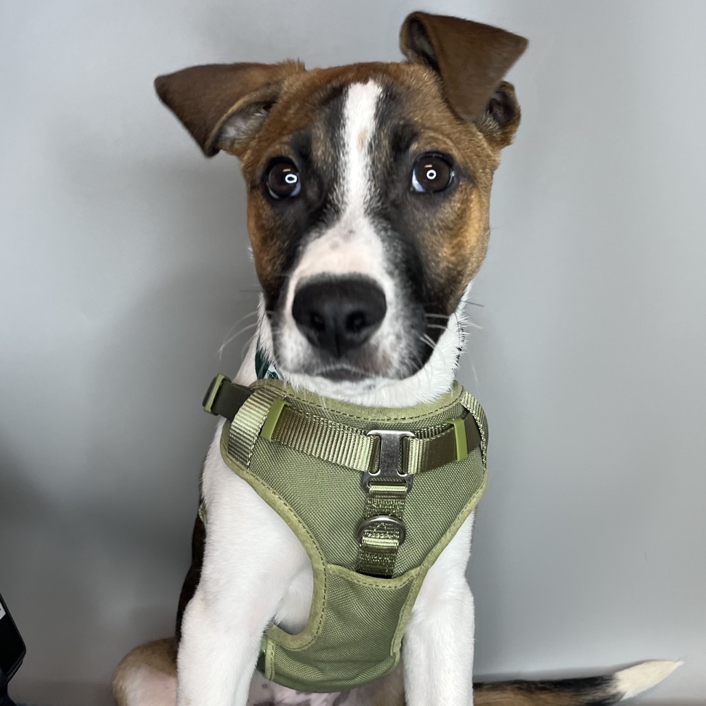 HUDSON - Terrier, Rat / Hound available for adoption