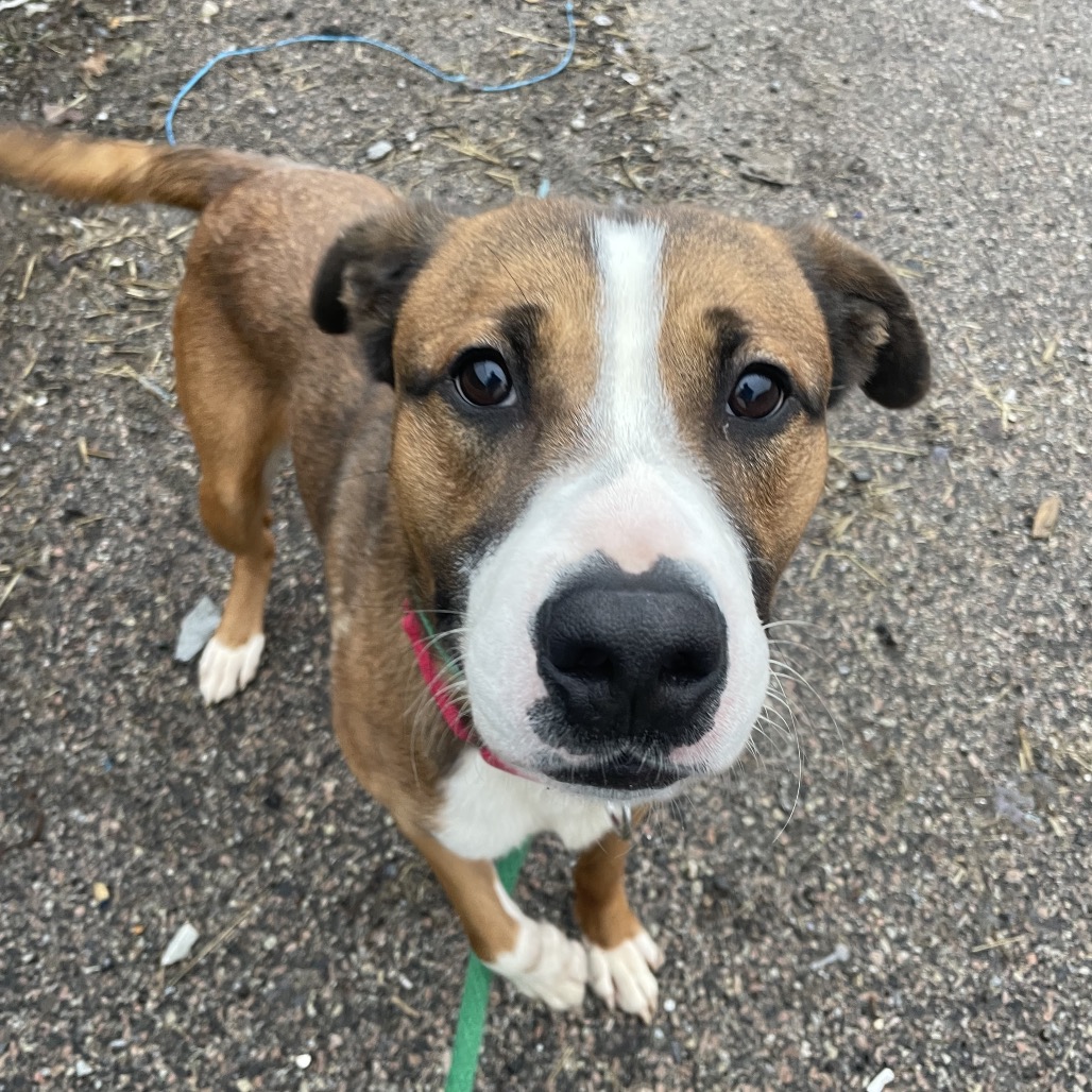 Hugo — thumbnail 4