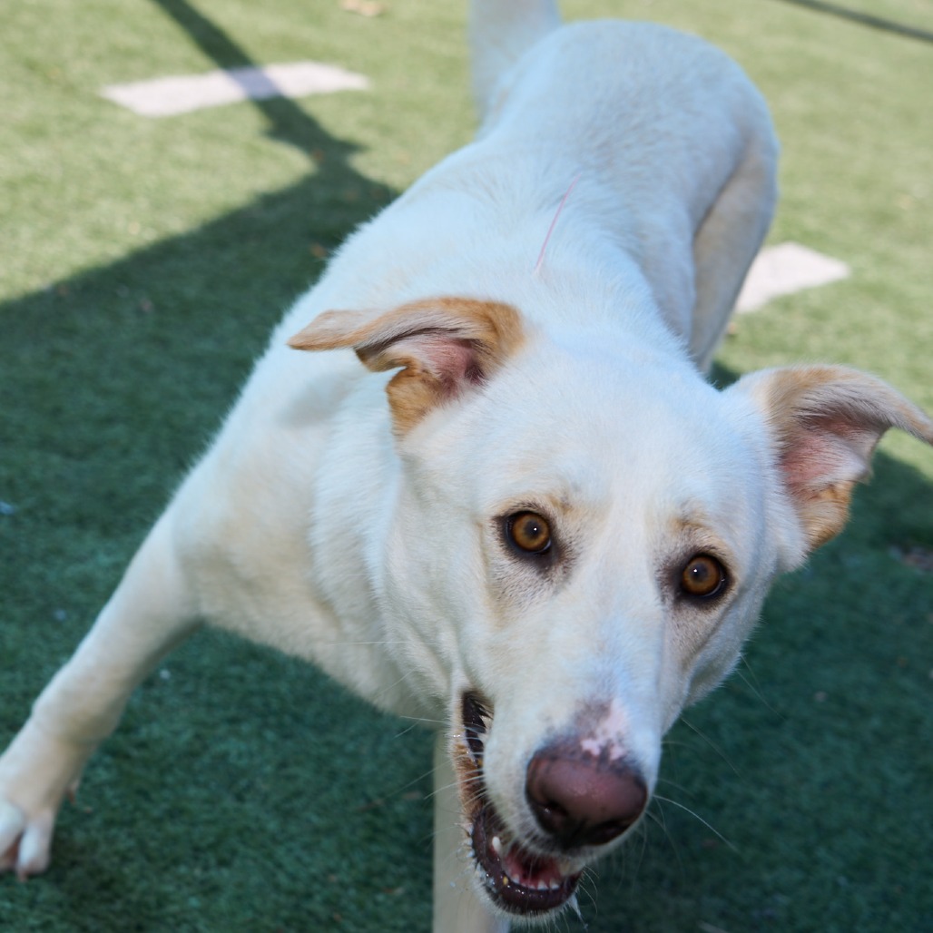Mem Fish Rescue Summer is available for adoption at Memphis Animal Services