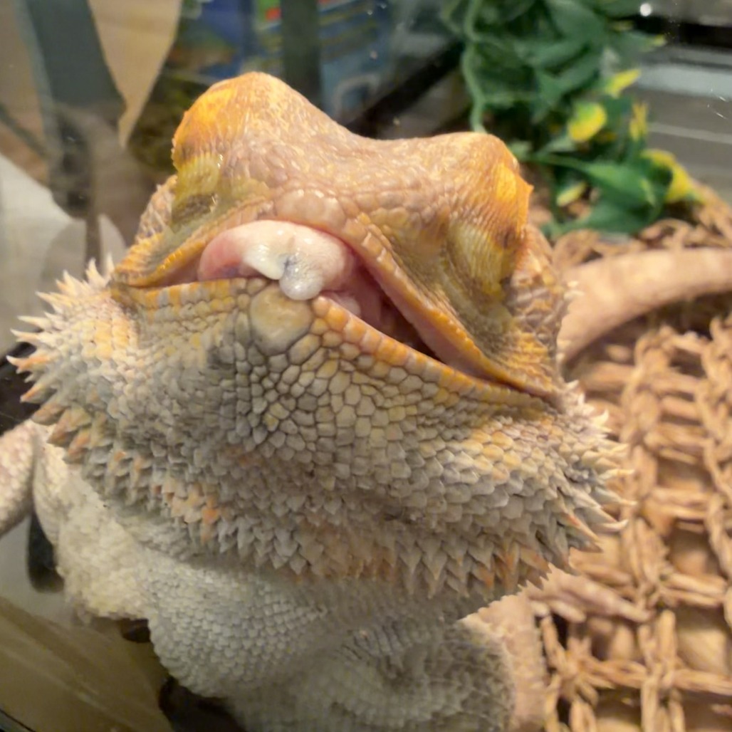 Photo of Dr Peppy 5