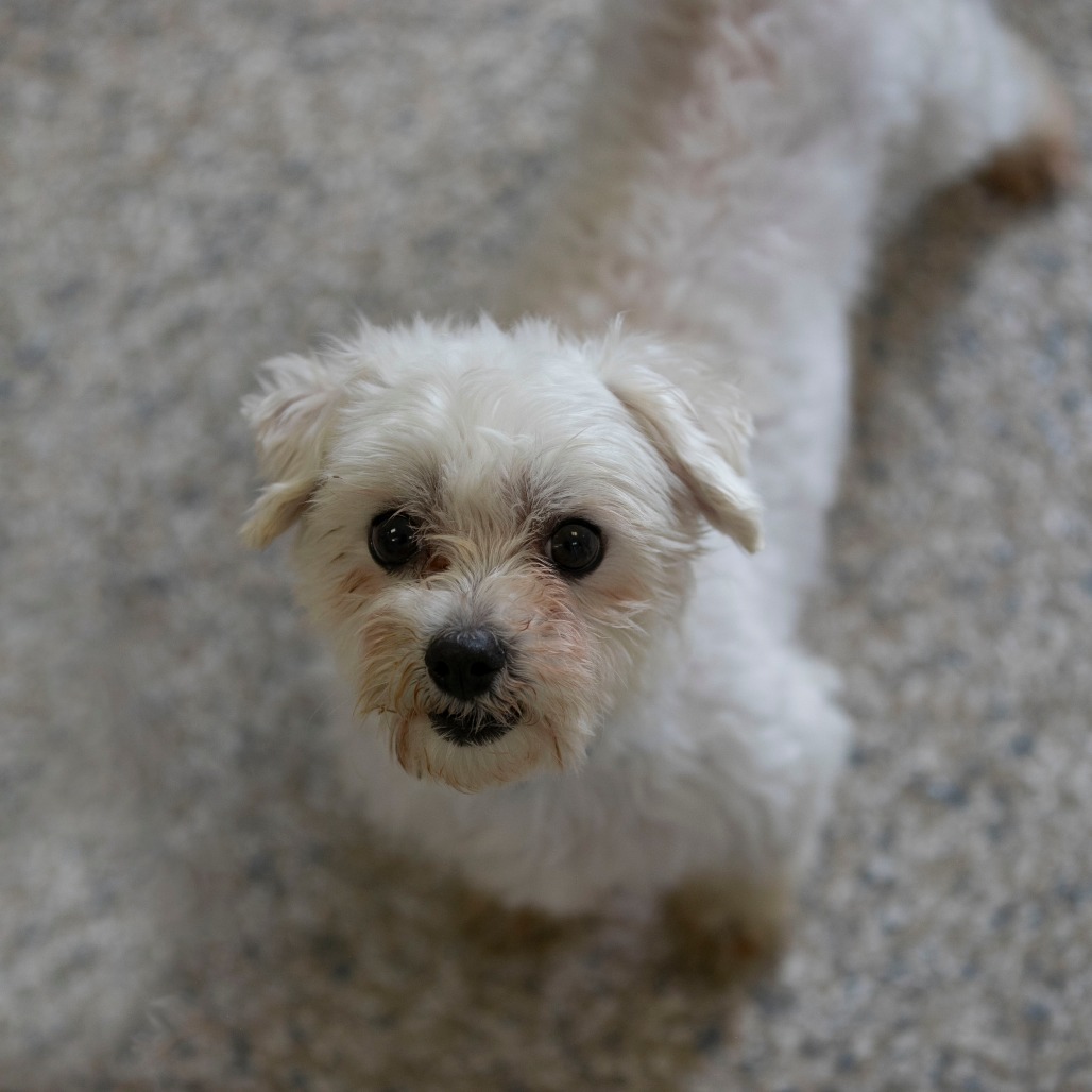 BENNIE (AG26-40) - Maltese available for adoption