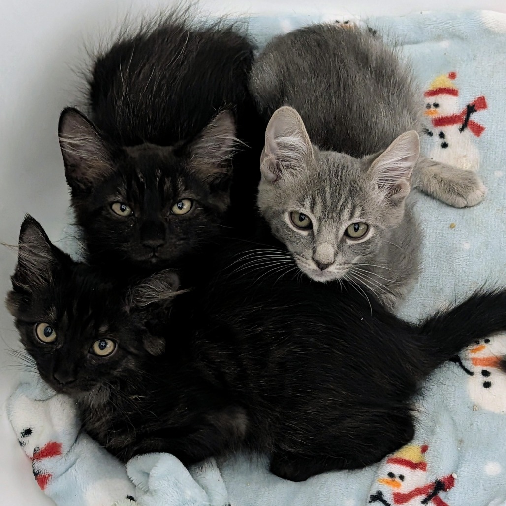 EARL GRAY - Domestic Shorthair available for adoption