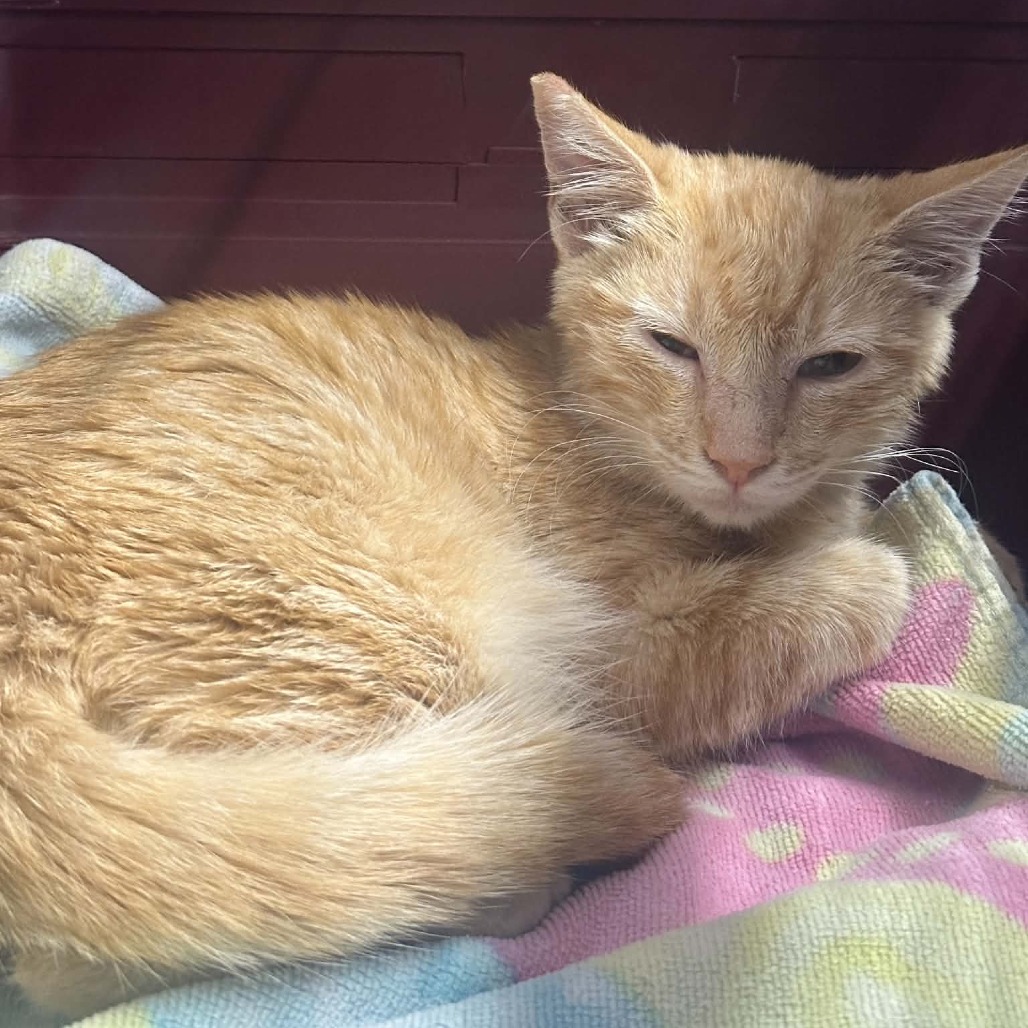 SUNNY - Domestic Medium Hair available for adoption