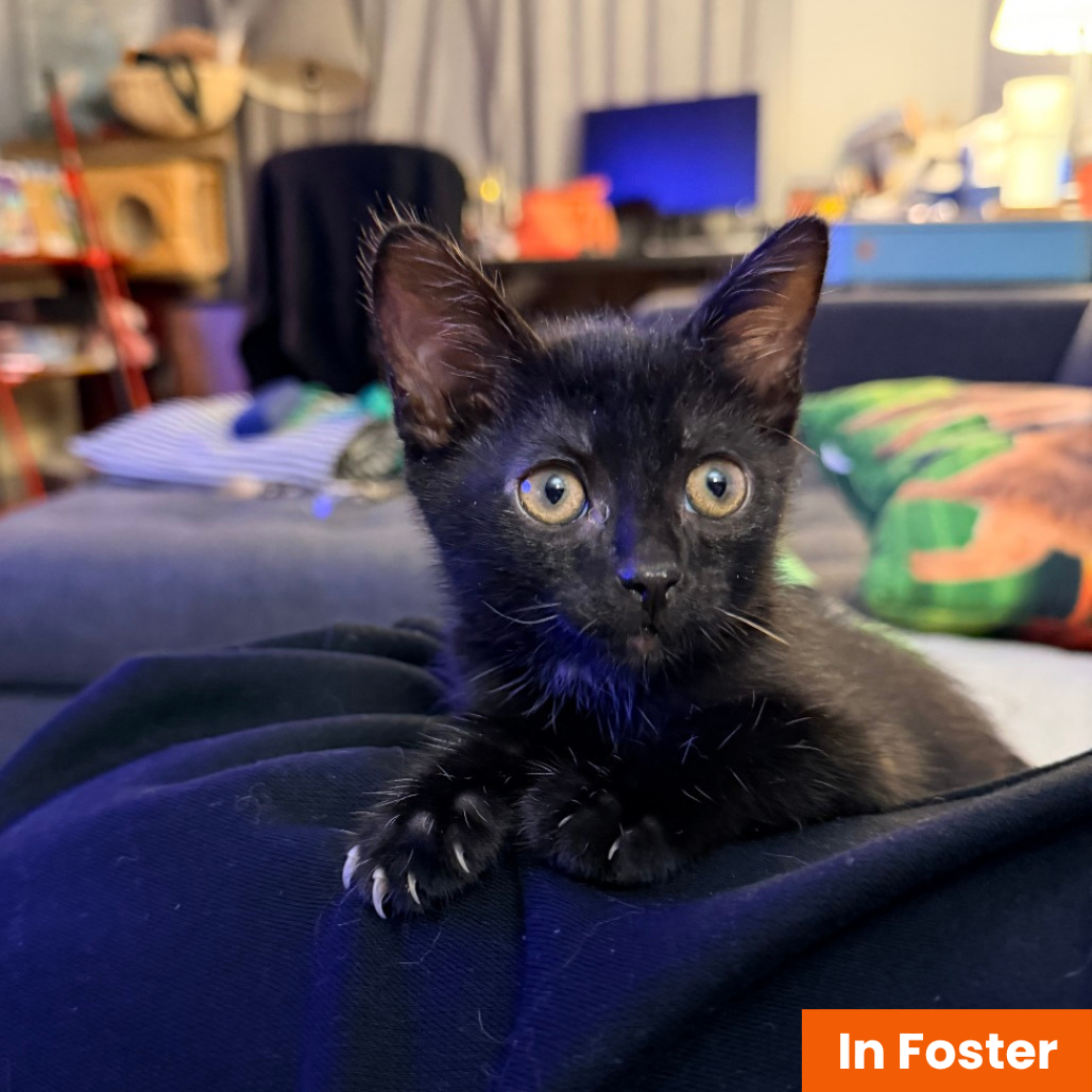 BROWNIE - Domestic Shorthair available for adoption