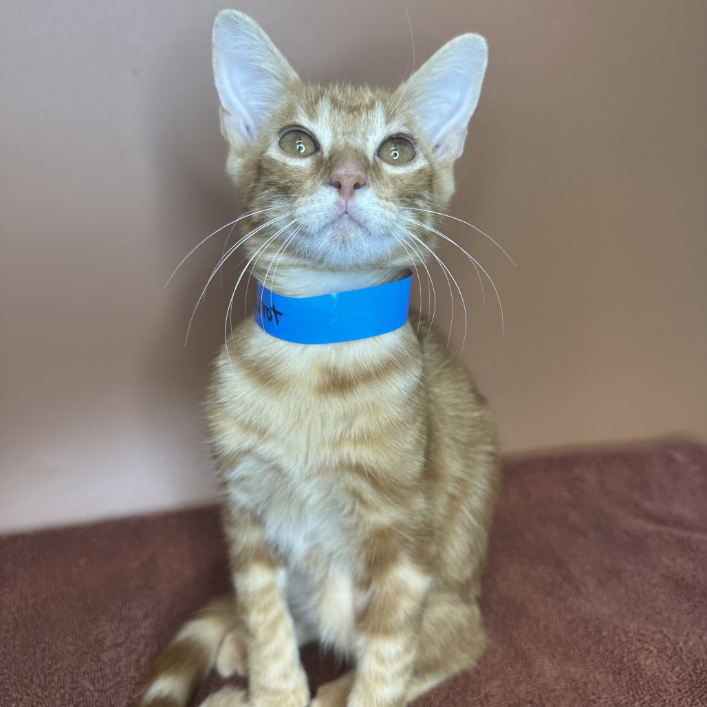 CARROT - Domestic Shorthair available for adoption
