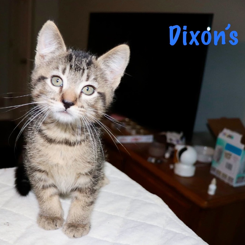 Dixon's, photo 5