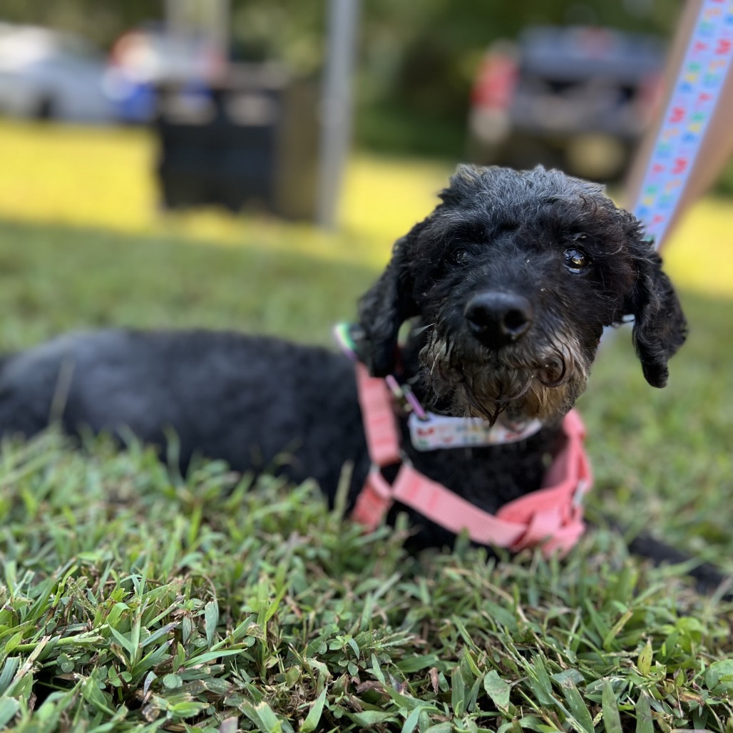 Willow (Whoopie), photo 9