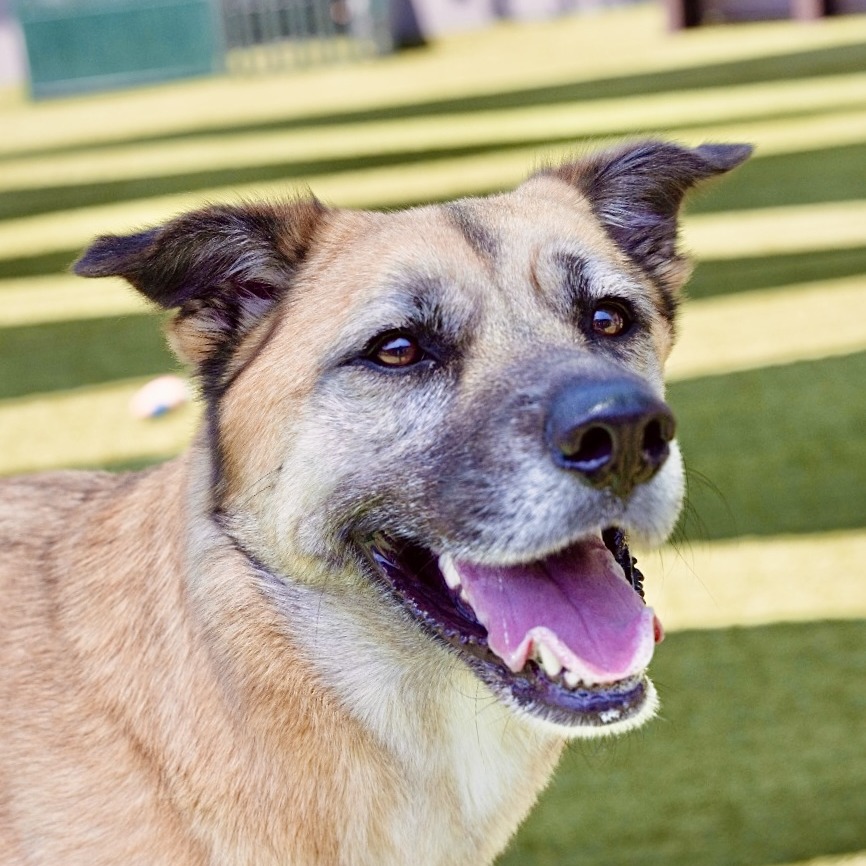German Shepherd