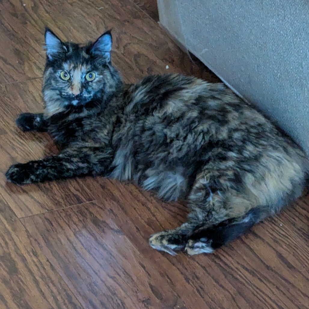 Daphne, photo 4