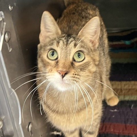 ICEBURGH - Domestic Shorthair available for adoption