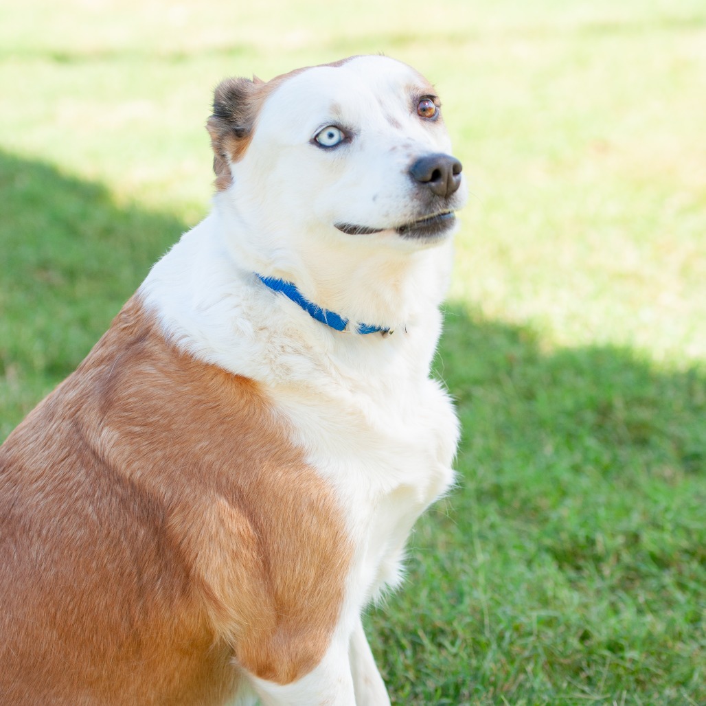 Sadie, photo 9