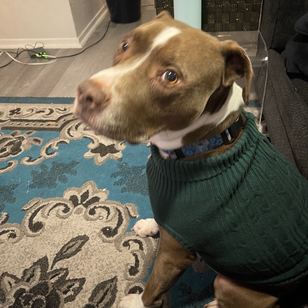 Taco, additional photo