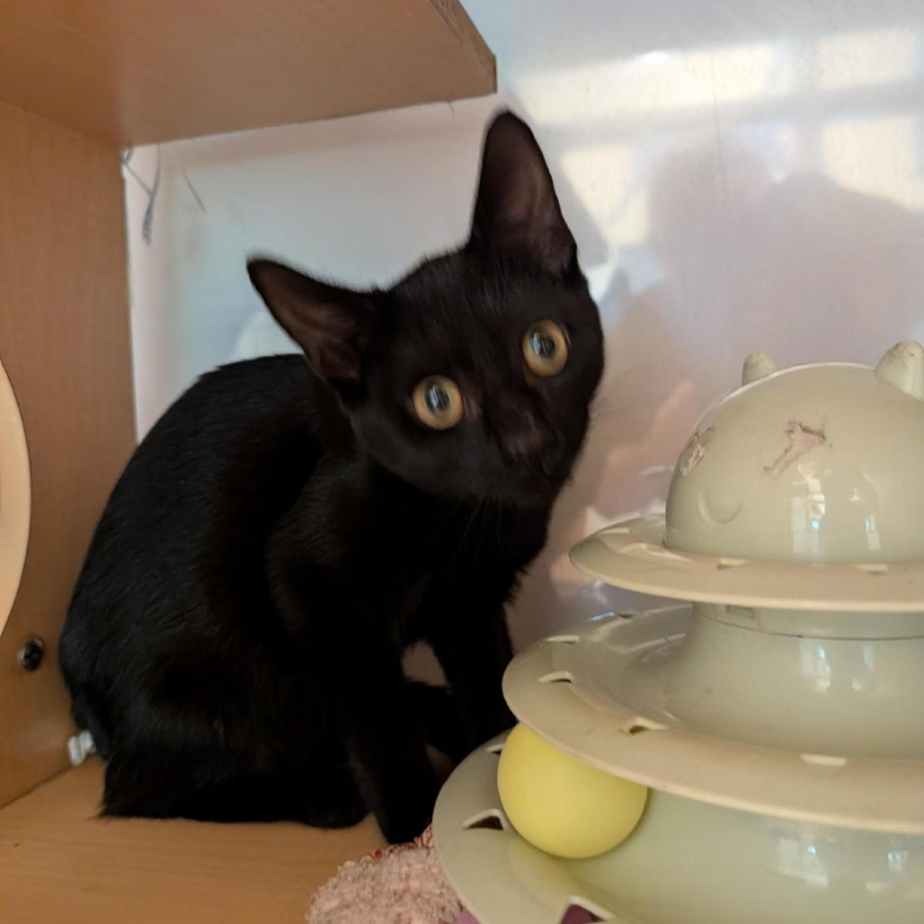 CAMILA - Domestic Shorthair available for adoption