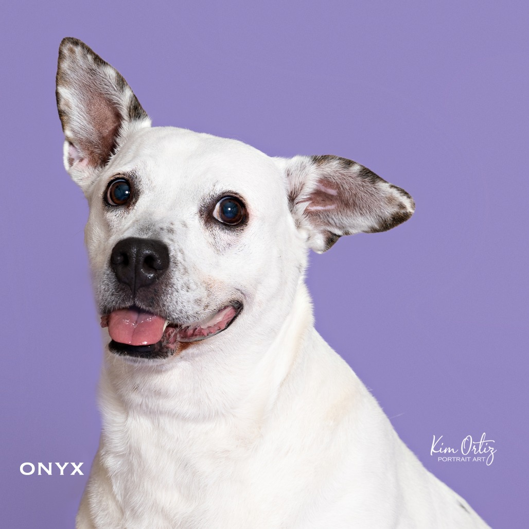 ONYX, photo 8