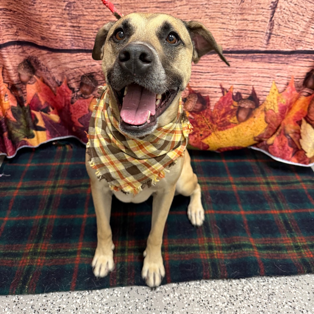 RHINO - Shepherd, German / Retriever, Labrador available for adoption