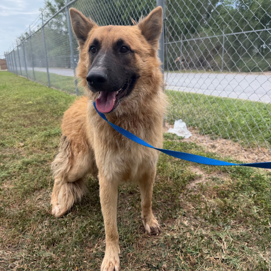 COLT - Shepherd / German available for adoption