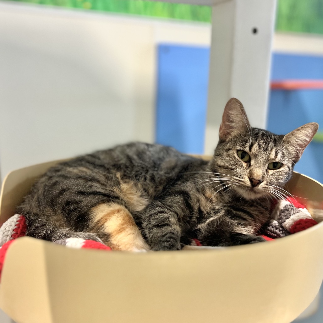 Ellie, available for adoption at PVAS