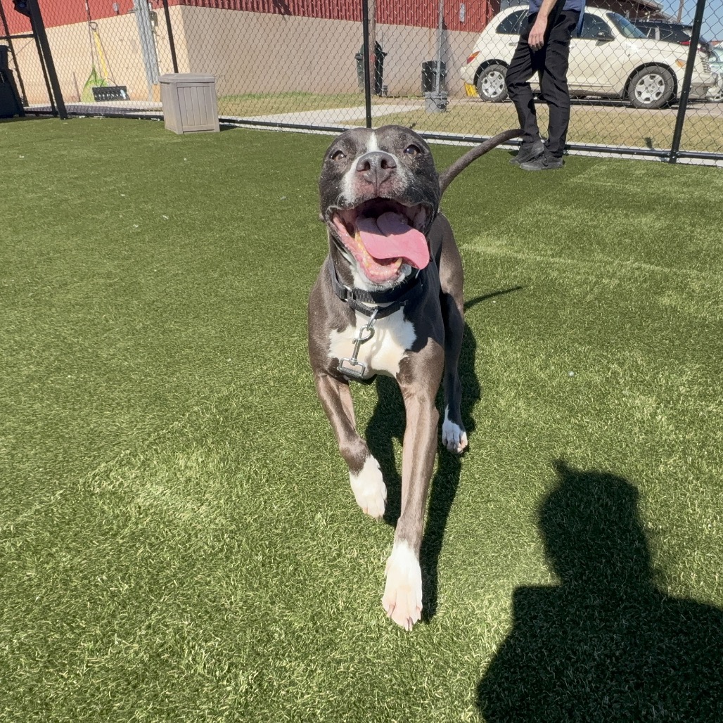 Shayla — thumbnail 5