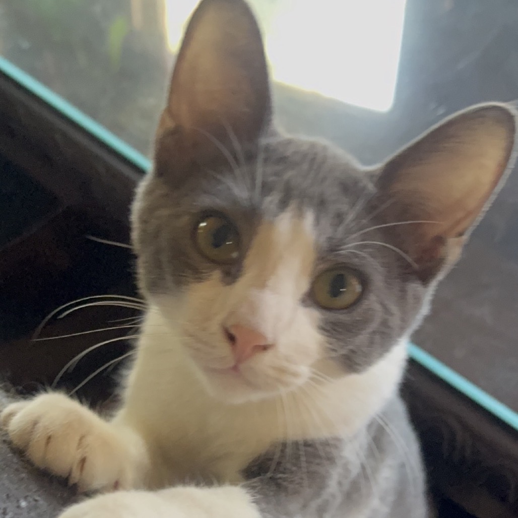 Gordo