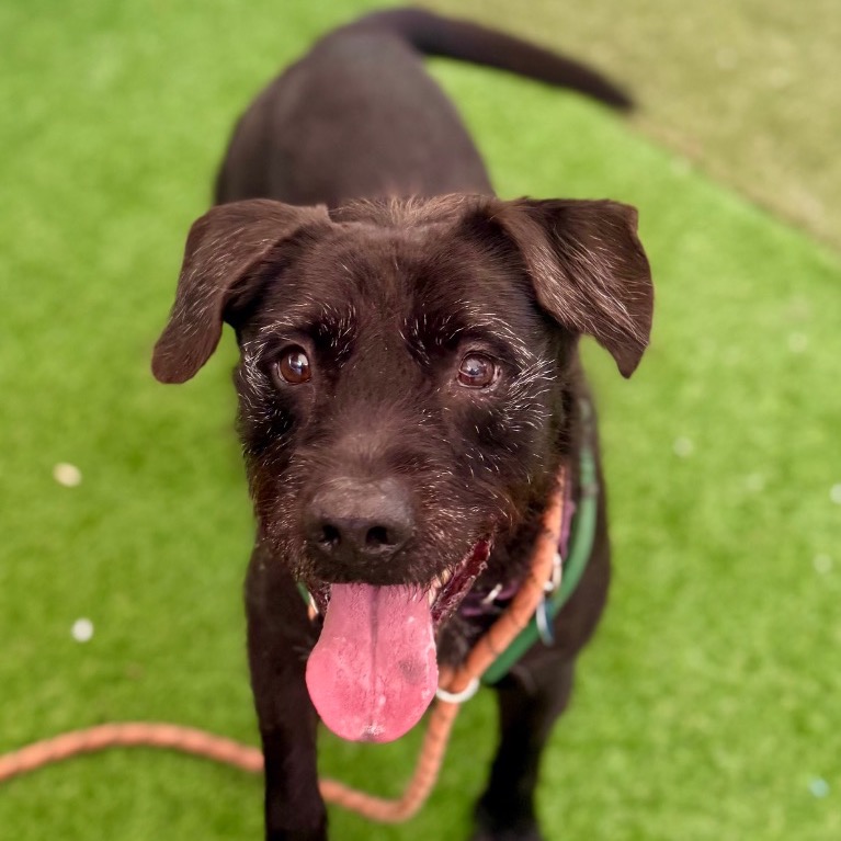 Photo of Scraggles playing