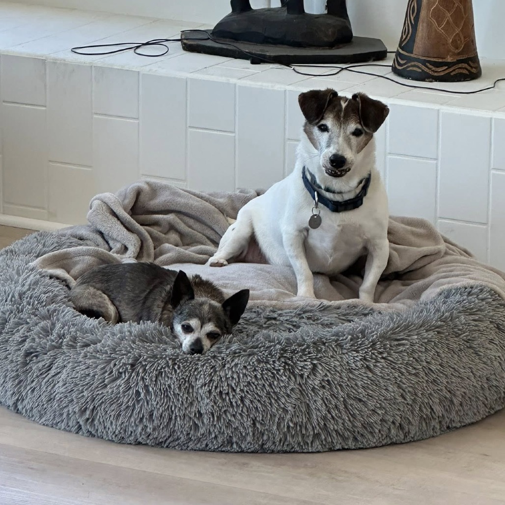 Bandit, photo 4