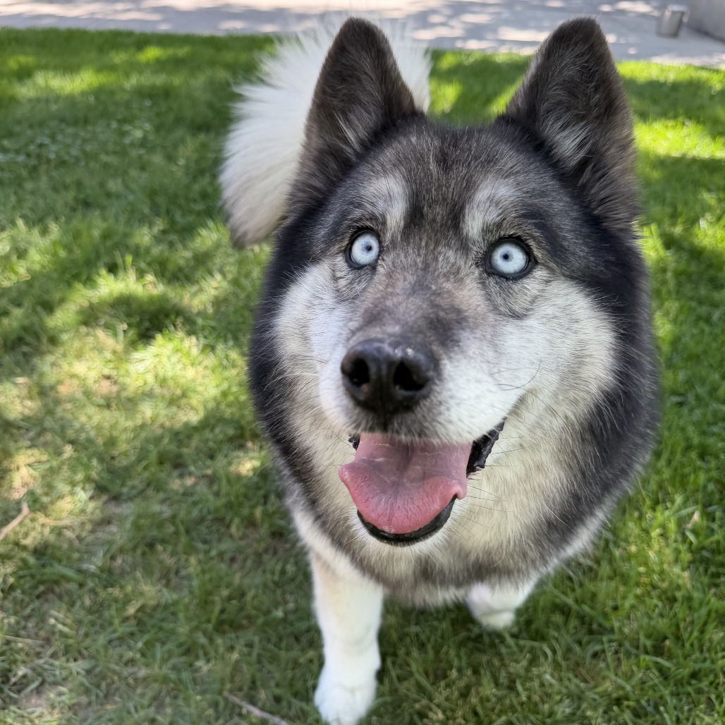 Bella, adoptable senior Husky