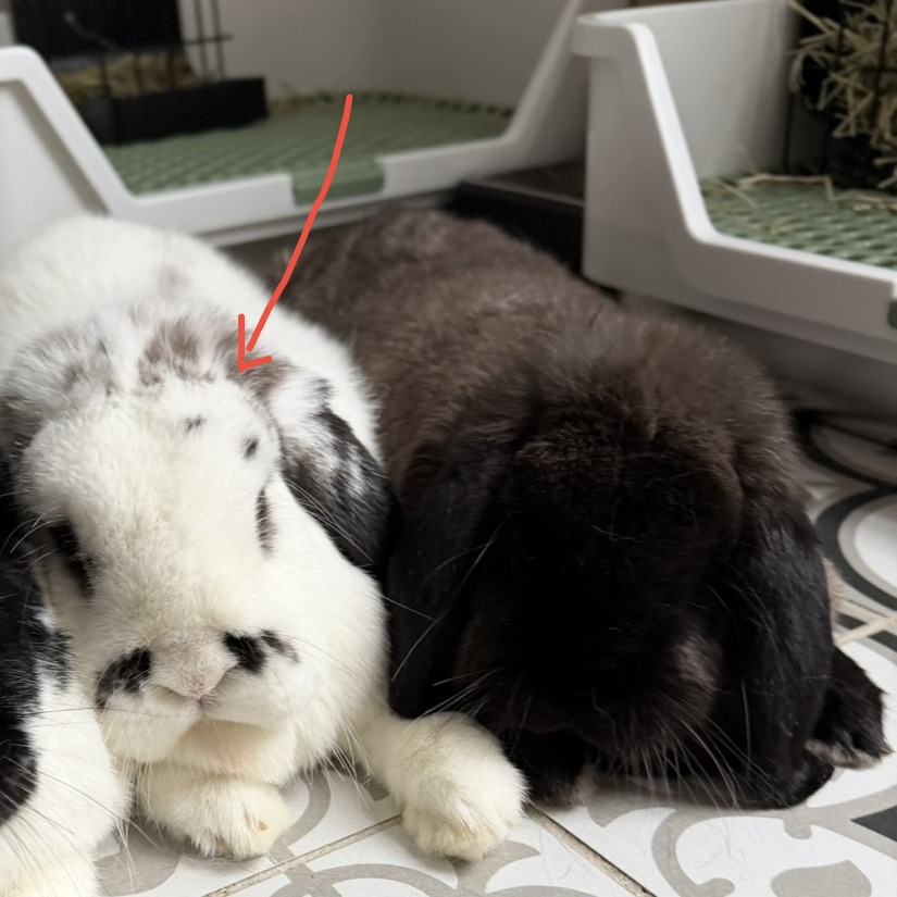 SYDNEY - Lop / English available for adoption
